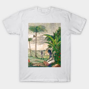 Natives picking coconuts T-Shirt